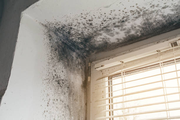 Affordable Mold Removal solutions in Jarratt, VA