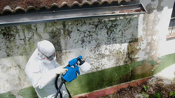 Top rated local Mold Removal specialists in Jarratt, VA